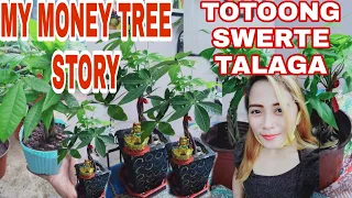 MY MONEY TREE STORY NANGYARI SAKIN ANG KWENTO KUNG SAAN NAG MULA ANG MONEY TREE TOTOONG SWERTE