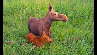 Female moose with her baby