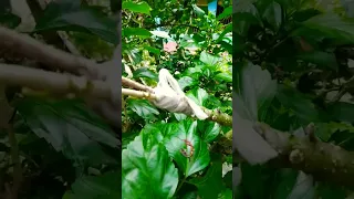 How to Grafting Techniques | Hibiscus flower Grafting | Flowers Plant Grafting #shorts