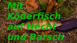 Mit Köderfisch auf Hecht und Barsch( Stellfischrute)