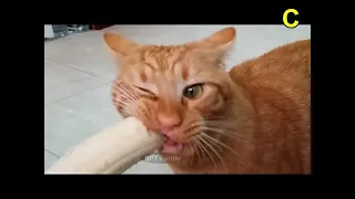 BEST Funny animal videos😆 Funny cat videos and dogs ~ Funny Animals #166