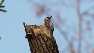 Woodpecker Olympus EM1mkII Stabilizer no tripod at 1200mm