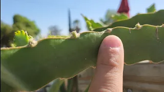 Fastest and CHEAPEST Way to Properly Root Dragon Fruit!