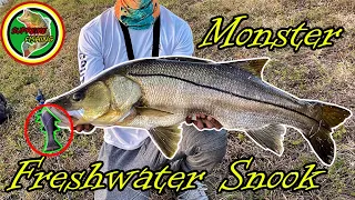 Monster Freshwater Snook Caught On Artifical NEW PB!! (Savage Gear Pulsetail Mullet)