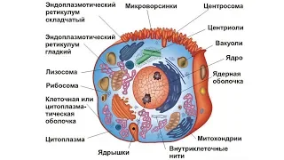 Жизнь клетки (рассказывает биолог Евгений Шеваль)