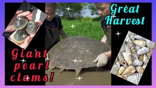 ❤️‍🔥😱Omg !! Giant Pearl OysterOpening ! Harvesting pearls | Real Pearl in the shell 🐚 #oyster