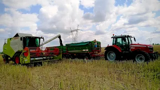 VLOG #39| ŻNIWA RZEPACZANE 2021 ☆ CLAAS TUCANO 320 ☆ MASSEY FERGUSON 7715S