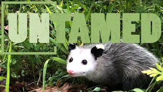 Opossums, the Marsupial Evolutionary Wonder of America