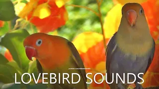 Lovebirds Sound: Parblue Blue and Pastel Green Opaline - April 2024
