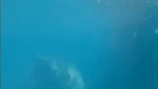 Crazy shark encounter at an Australian beach 😱