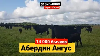 14 000 голов Абердин Ангус бычки, телки и нетели в продаже. #фермер #angus #абердинангус #агробизнес