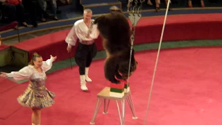 Медведи. Цирк. Медведь в цирке крутит обруч. Bears. Circus. Circus bear twirls a hoop.