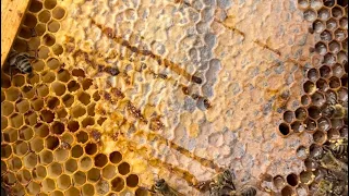 155. Včelstvo uhynulo na nozematózu - ako to vyzerá a čo ďalej