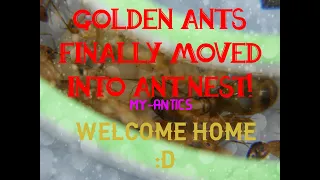 NEW GOLDEN ANT Colony Moved Into Ant Room