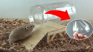 Mouse Trap from a Bottle