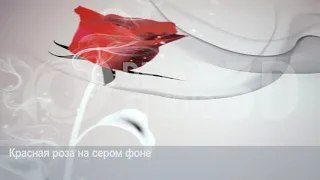 3D фотообои "Красная роза на сером фоне"