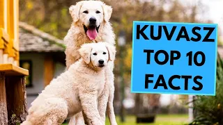 Kuvasz - TOP 10 Interesting Facts