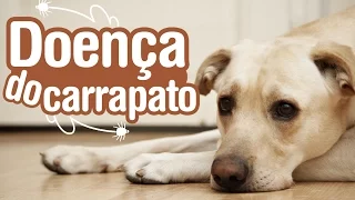 Doença do Carrapato - Sintomas, Tratamento e Prevenção