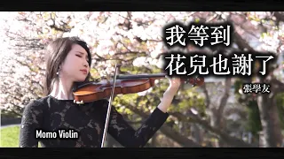 我等到花兒也謝了 - 張學友  小提琴 (Violin Cover by Momo)