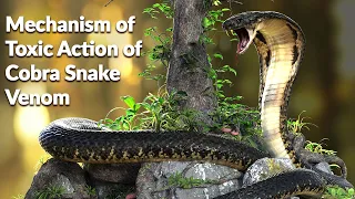 Mechanism of Toxic Action of Cobra Snake Venom