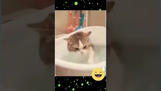 I can swim 😺| funny cat videos