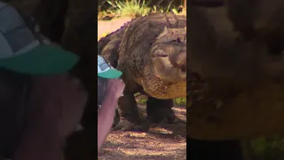 INSANE Video Of A Massive Crocodile #shorts