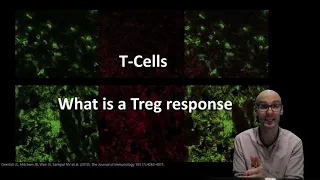 What does a regulatory T cell (Treg) do?