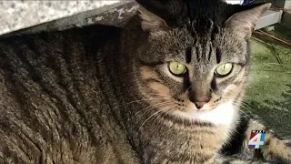 Dog blamed for biting neighbors, mauling cat in Jacksonville neighborhood