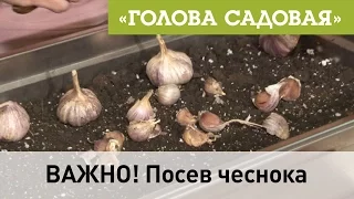 Голова садовая -  ВАЖНО! Посев чеснока