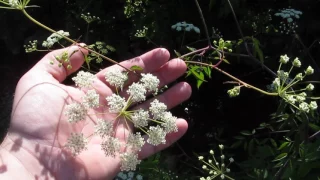 Water Hemlock--One of America's most poisonous plants