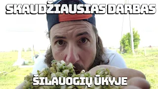 Ūkis #59 Skaudžiausias darbas šilauogių ūkyje. Ar reikia jį daryti?