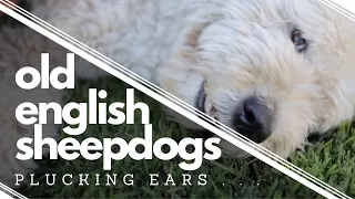 Things you should know before getting an Old English Sheepdog⎢Plucking Ears⎢Ed&Mel