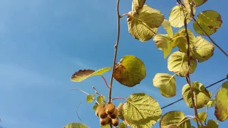 How to grow Kiwis in the UK.
