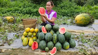 Harvest Watermelon Garden In The Field - Build Pig Barn Floors - Lý Thị Ca