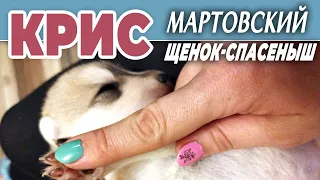 🐶 КРИС, мартовский щенок-спасеныш❤️ Друзья, поможем ему НАЙТИ ДОМ и не попасть в приют❗ ❗