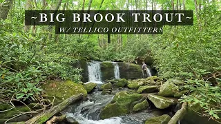 Are these the BIGGEST Brook Trout in Tennessee?