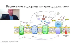 Связь выделения водорода микроводорослями и стресса