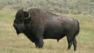 Tatanka ~ Buffalo ~ Music by Arvel Bird