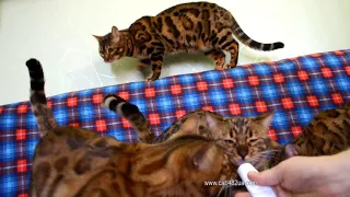 Бенгальские кошки и бенгальский кот едят полезную пасту, Dakota Gold