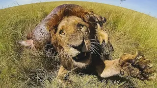 Craziest Lion Encounters Caught on Camera