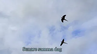 Hur mår papegojorna efter mötet med örnen och hur går vi vidare? 🦜