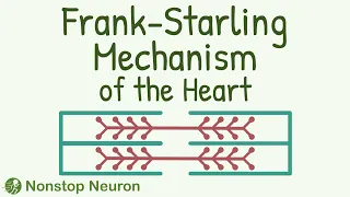 This is HIDDEN TALENT of Your Heart: Frank Starling Mechanism || Length-Tension Relationship