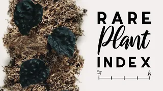 Rare Plant Index #13 | Scindapsus | Uncommon to Extremely Rare Plants!