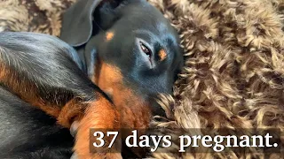 Loulou’s Diary 30| Dachshund can give birth in 3 weeks.