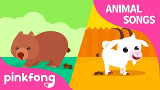 Peek-A-Poo, Peek-A-Boo! | Animal Songs | Learn Animals | Pinkfong Animal Songs for Children