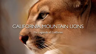 California Mountain Lions: The Legends of California