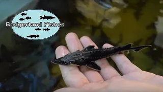 Releasing Adorable Baby Sturgeon!