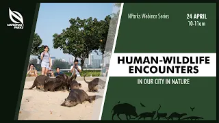 Human-wildlife Encounters in Our City in Nature | NParks Webinar Series