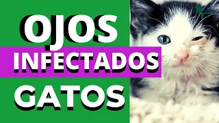 GATOS OJOS INFECTADOS. GATOS OJOS LAGRIMOSOS. GATOS ADOPTADOS OJOS CERRADOS.GATOS OJOS MALOS