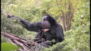 2010, Doué la Fontaine, 02-Le chant des Gibbons, singing Gibbons